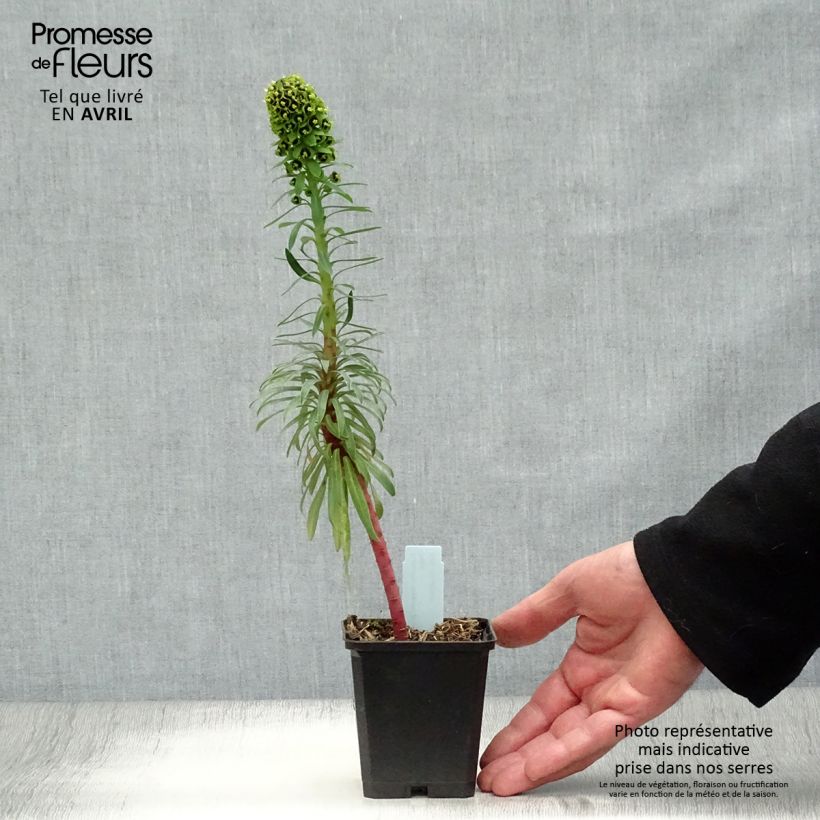 Euphorbia characias Black Pearl - Spurge 8/9 cm pot sample as delivered in spring