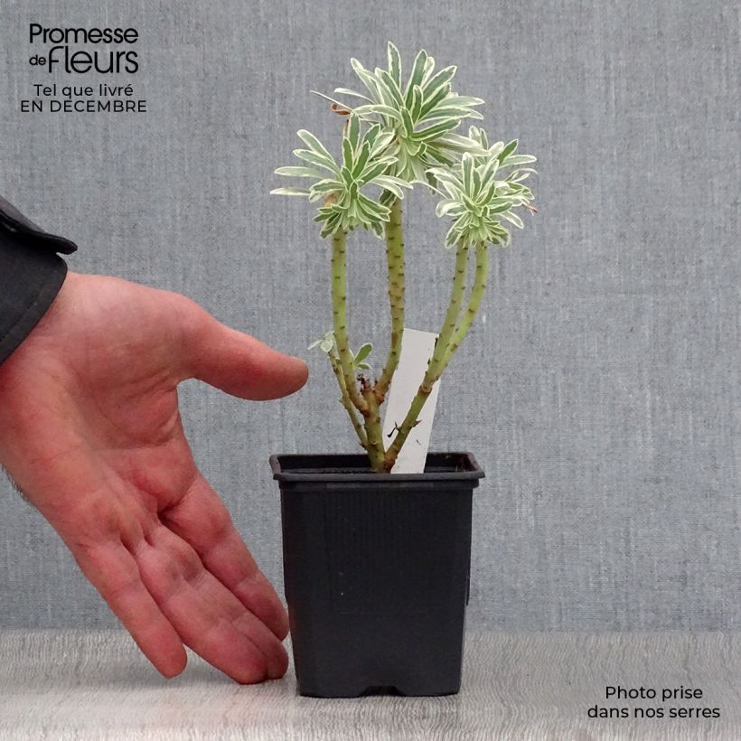 Euphorbia characias Glacier Blue - Spurge 8/9 cm pot sample as delivered in winter