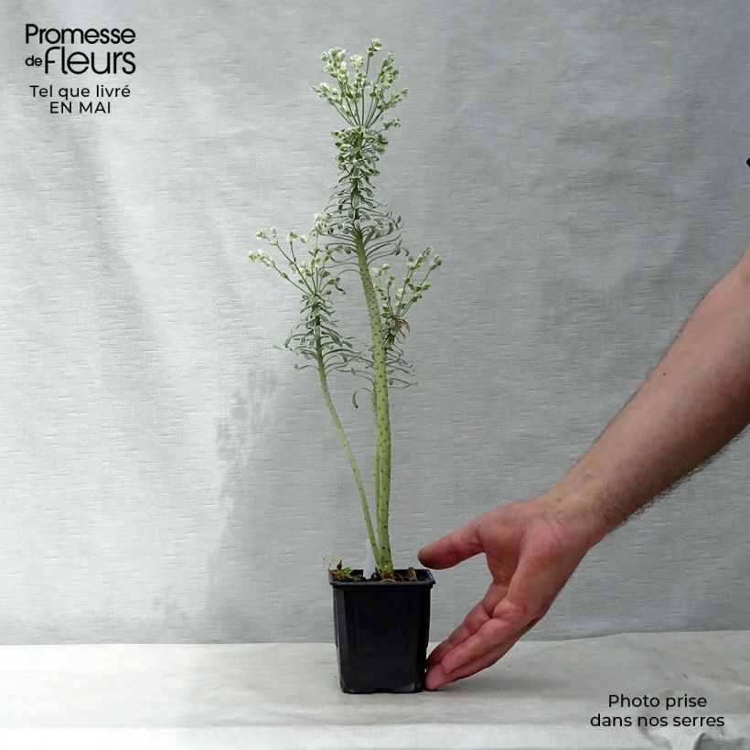 Euphorbia characias Glacier Blue - Spurge 8/9 cm pot sample as delivered in spring