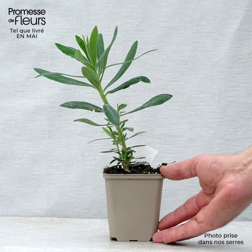 Euphorbia characias Humpty Dumpty - Spurge 8/9 cm pot sample as delivered in spring