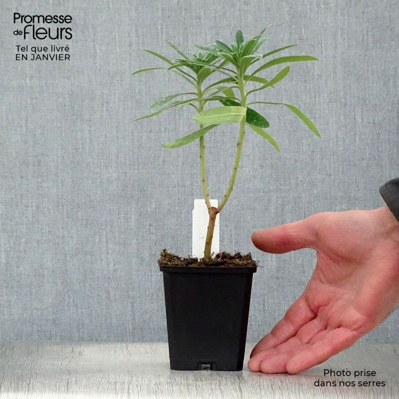 Euphorbia characias Humpty Dumpty - Spurge 8/9 cm pot sample as delivered in winter