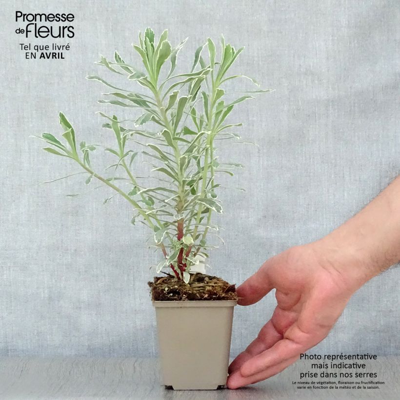 Euphorbia characias Wilcott - Spurge 8/9 cm pot sample as delivered in spring