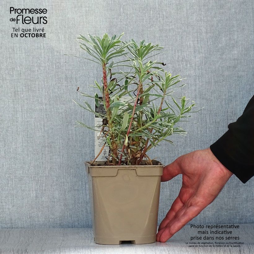 Euphorbia characias Wilcott - Spurge 2L/3L pot sample as delivered in autumn