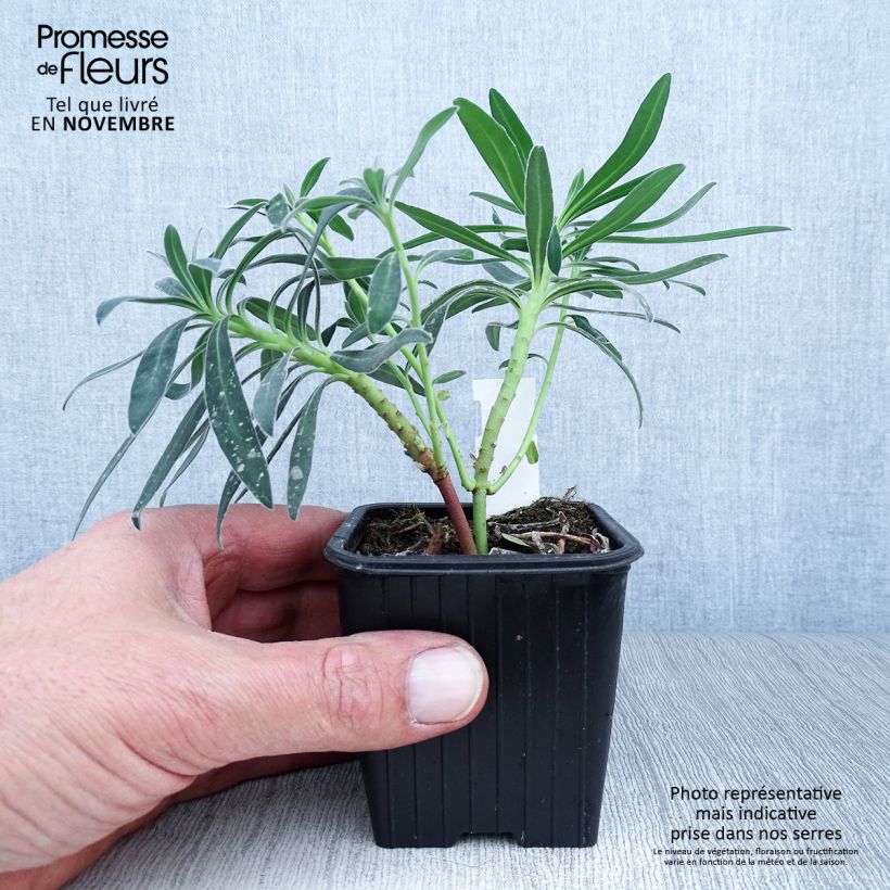Euphorbia characias subsp. wulfenii - Spurge 8/9 cm pot sample as delivered in autumn