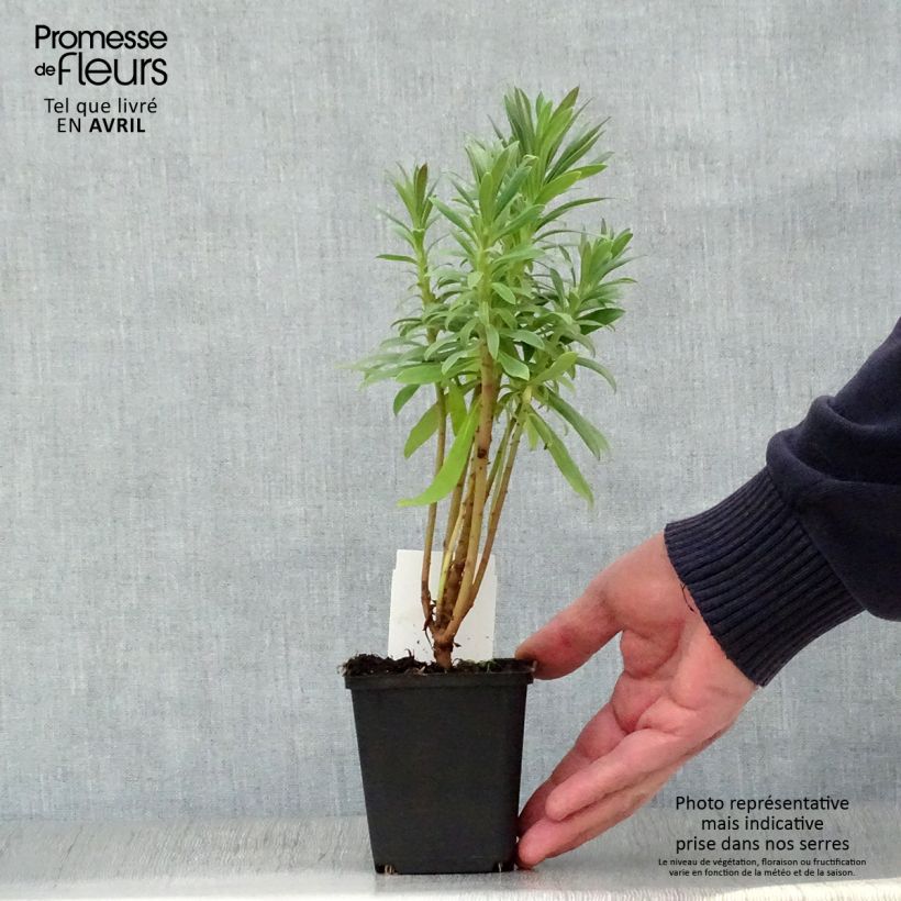 Euphorbia characias subsp. wulfenii - Spurge 8/9 cm pot sample as delivered in spring