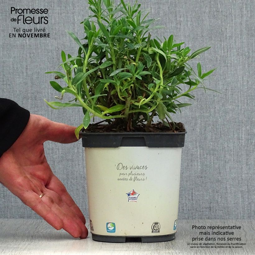 Euphorbia characias subsp. wulfenii - Spurge 2L/3L pot sample as delivered in autumn