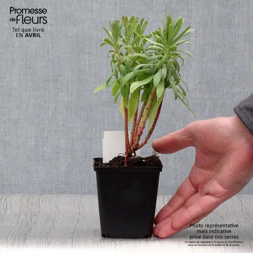 Euphorbia characias subsp. wulfenii - Spurge 8/9 cm pot sample as delivered in winter