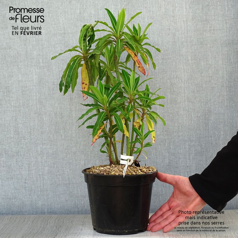Euphorbia mellifera - Spurge 2L/3L pot sample as delivered in winter