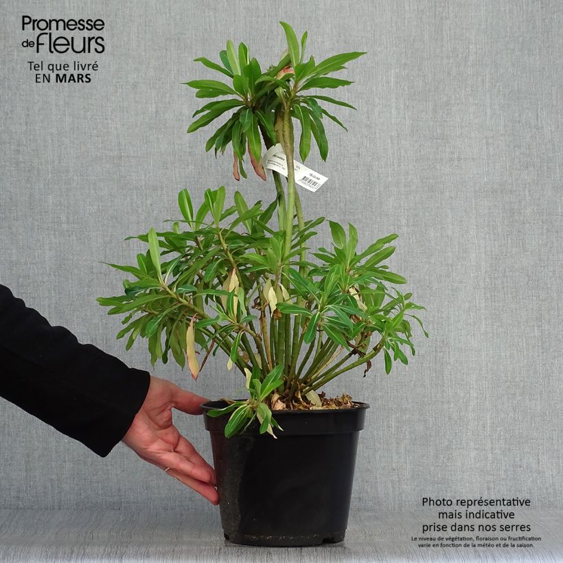 Euphorbia mellifera - Spurge 2L/3L pot sample as delivered in spring