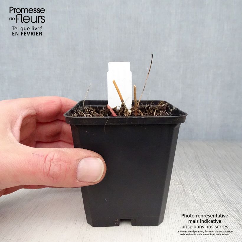 Euphorbia palustris Walenburg's Glory 8/9 cm pot sample as delivered in winter