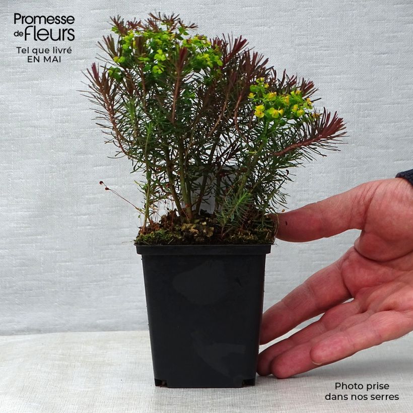 Euphorbia cyparissias Clarice Howard - Spurge 8/9 cm pot sample as delivered in spring
