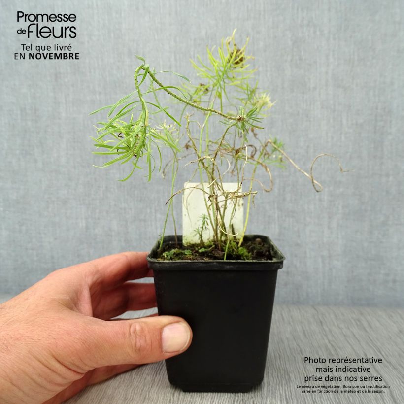 Euphorbia cyparissias Clarice Howard - Spurge 8/9 cm pot sample as delivered in autumn