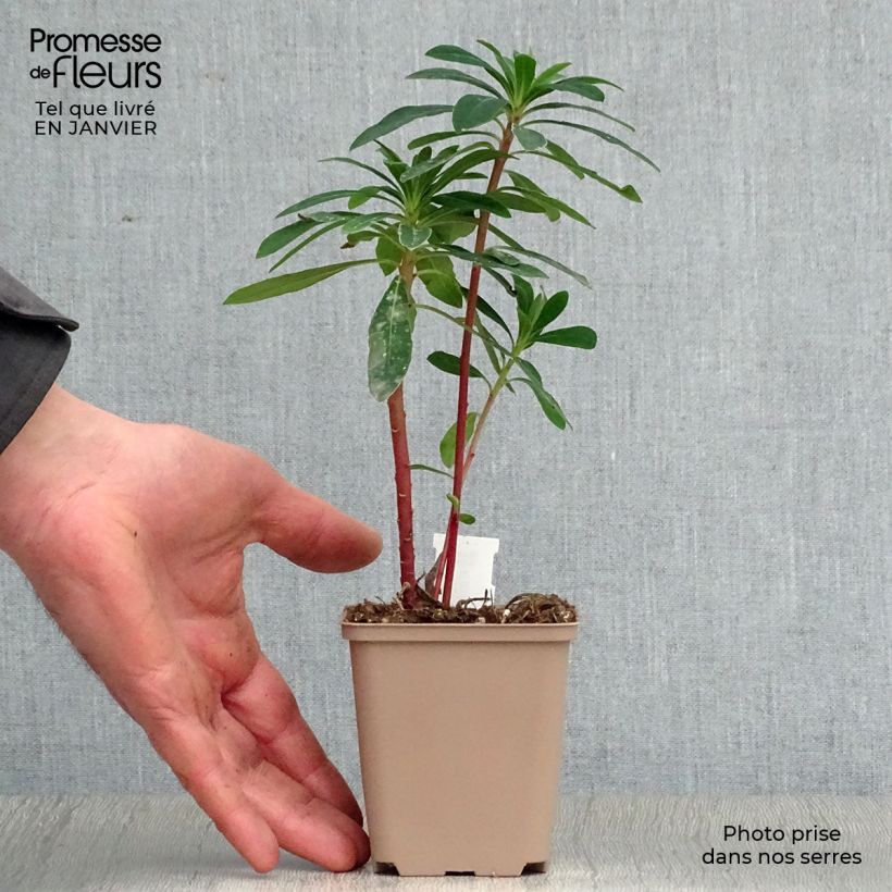 Euphorbia martinii - Spurge 8/9 cm pot sample as delivered in winter