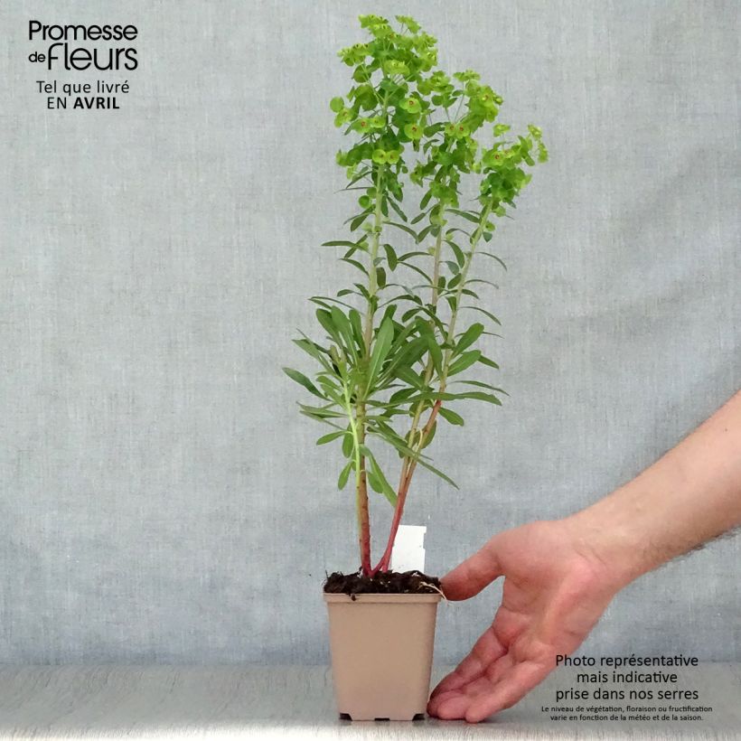 Euphorbia martinii - Spurge 8/9 cm pot sample as delivered in spring