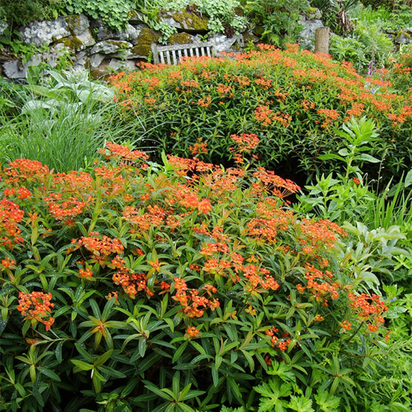 Euphorbia griffithii Dixter - Spurge (Plant habit)