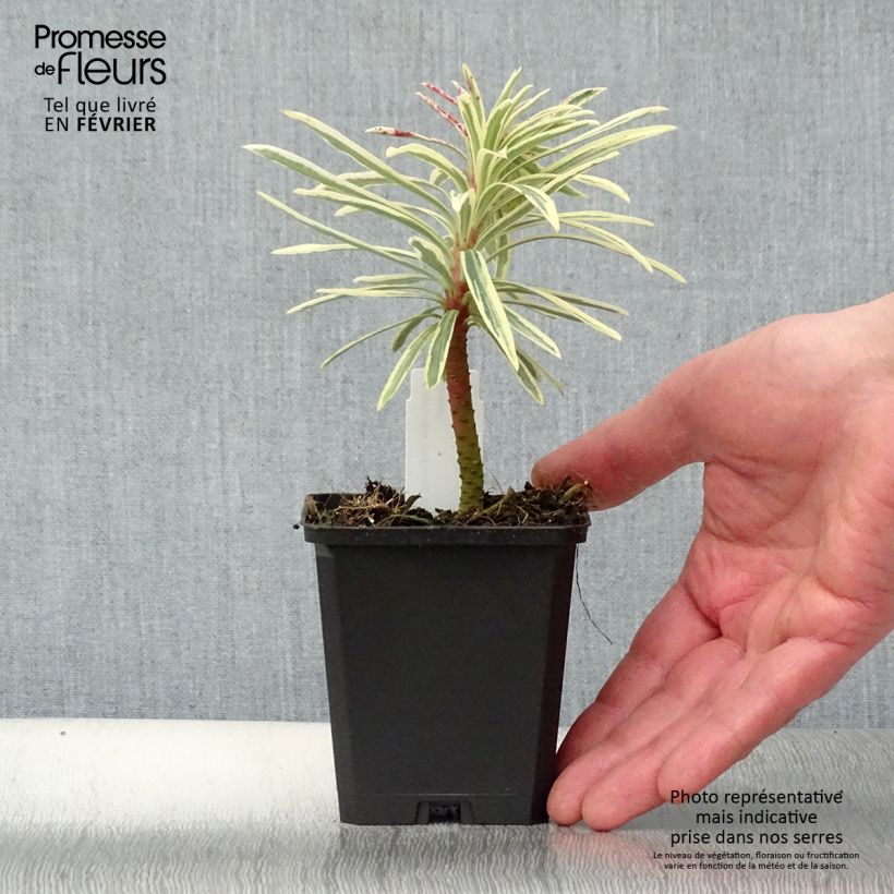 Euphorbia characias Emmer Green - Spurge 8/9 cm pot sample as delivered in winter