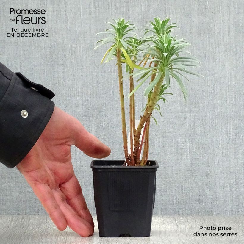 Euphorbia characias - Spurge 8/9 cm pot sample as delivered in winter