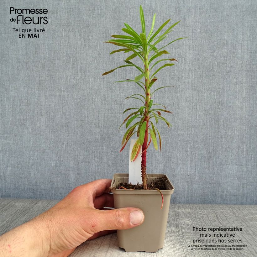 Euphorbia characias Purple and Gold - Spurge 8/9 cm pot sample as delivered in spring