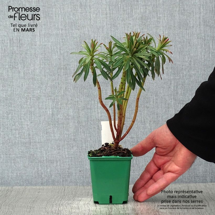 Euphorbia characias subsp. characias - Spurge 8/9 cm pot sample as delivered in winter