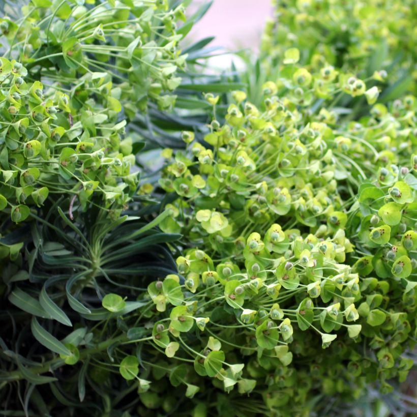 Euphorbia characias subsp. wulfenii - Spurge (Flowering)