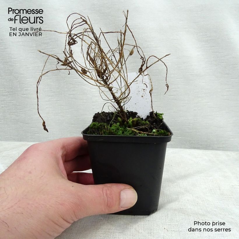 Euphorbia cyparissias Fens Ruby - Spurge 8/9 cm pot sample as delivered in winter