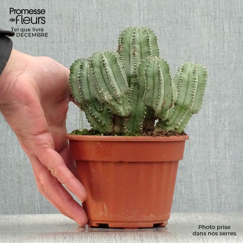 Euphorbia fruticosa Inermis - Spurge 12cm pot sample as delivered in winter