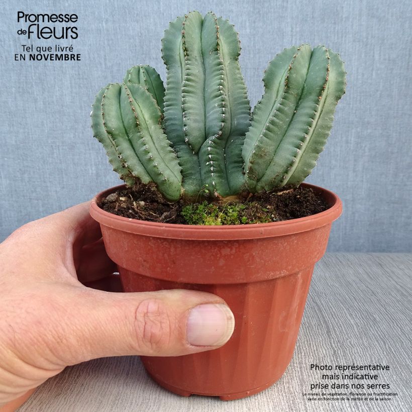 Euphorbia fruticosa Inermis - Spurge 12cm pot sample as delivered in autumn