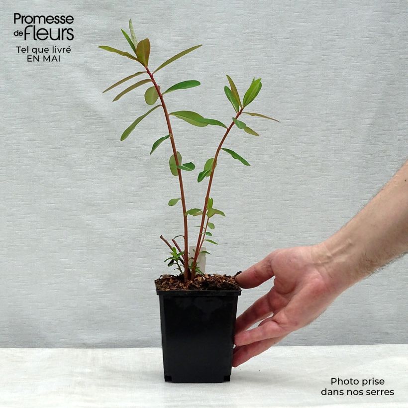 Euphorbia griffithii Fireglow - Spurge 8/9 cm pot sample as delivered in spring