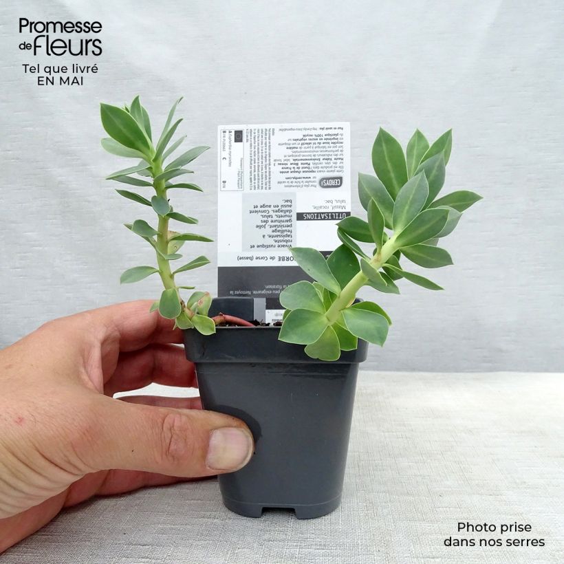 Euphorbia myrsinites - Spurge 8/9 cm pot sample as delivered in spring
