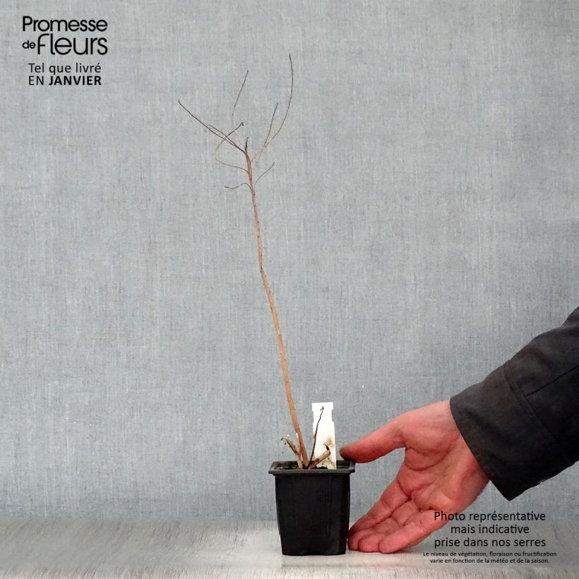 Euphorbia palustris - Spurge 8/9 cm pot sample as delivered in winter