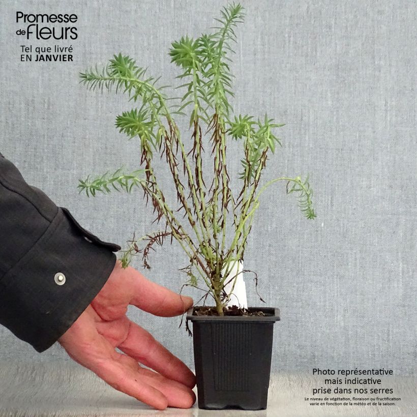 Euphorbia pithyusa subsp. cupanii Ponte Leccia - Spurge 8/9 cm pot sample as delivered in winter