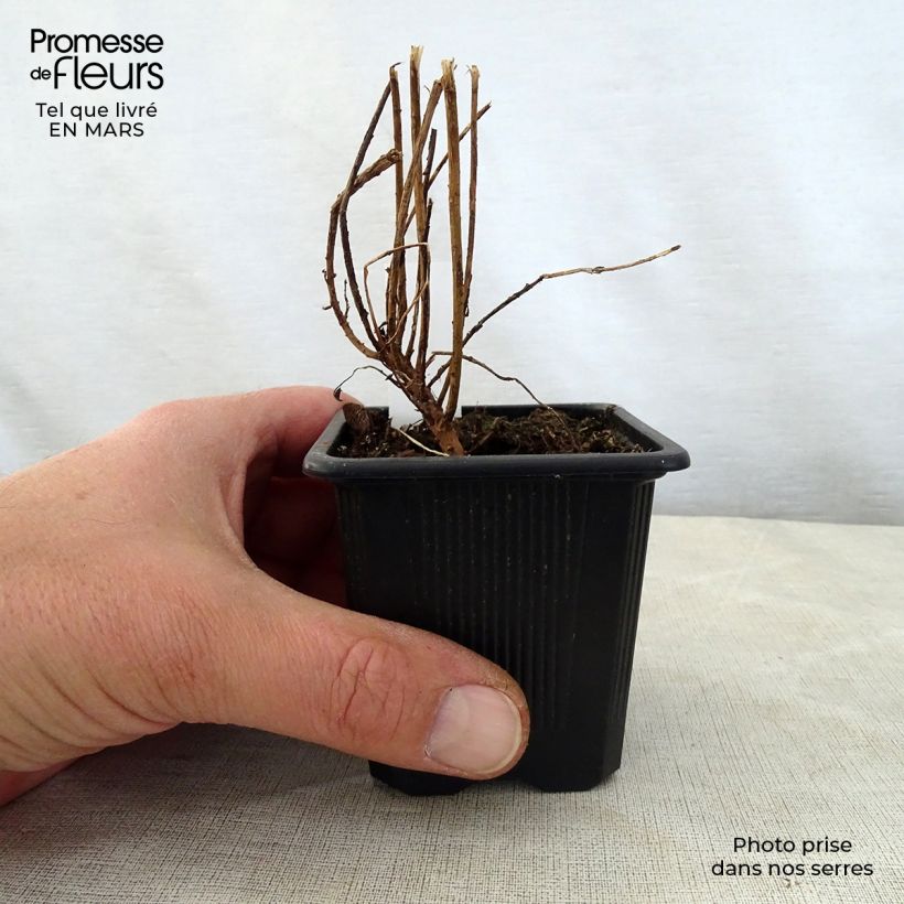 Euphorbia pithyusa subsp. cupanii Ponte Leccia - Spurge 8/9 cm pot sample as delivered in spring