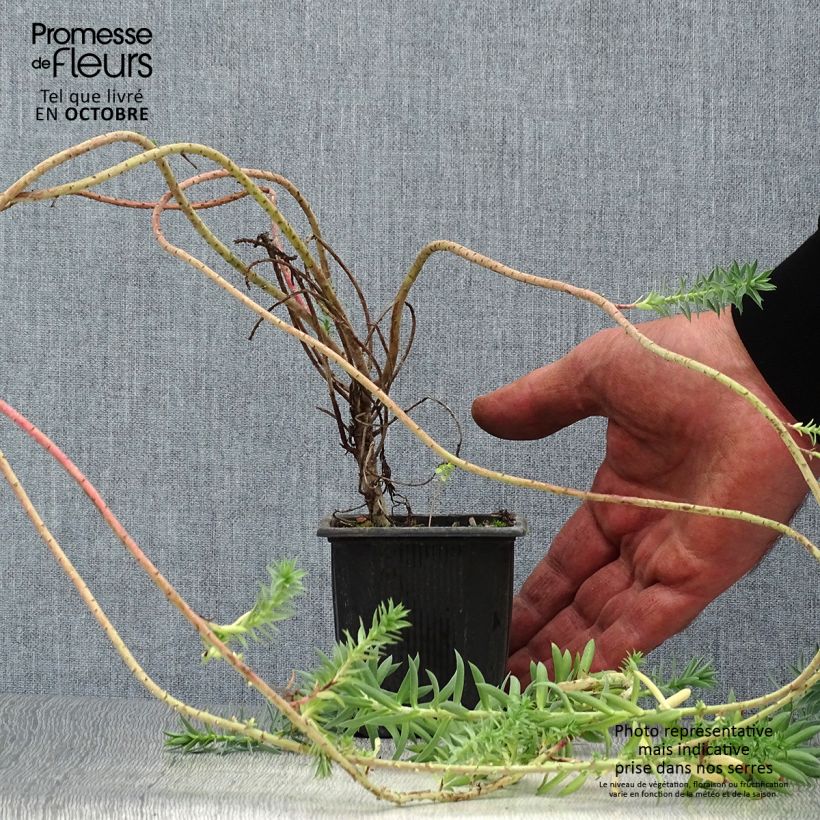Euphorbia pithyusa subsp. cupanii Ponte Leccia - Spurge 8/9 cm pot sample as delivered in autumn