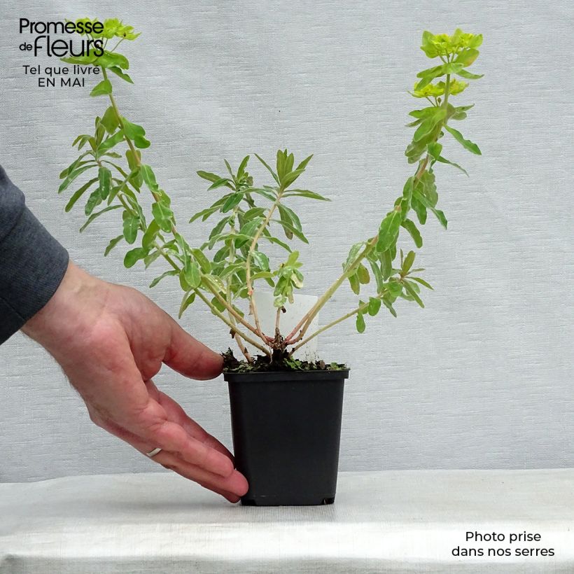 Euphorbia polychroma - Spurge 8/9 cm pot sample as delivered in spring