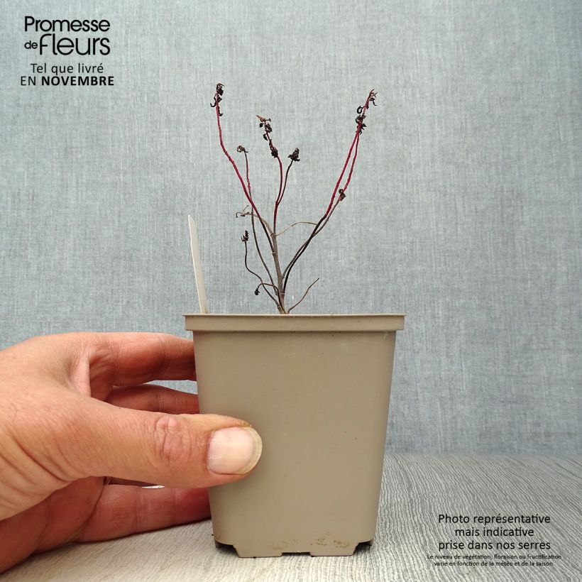 Euphorbia polychroma Purpurea - Spurge 8/9 cm pot sample as delivered in autumn