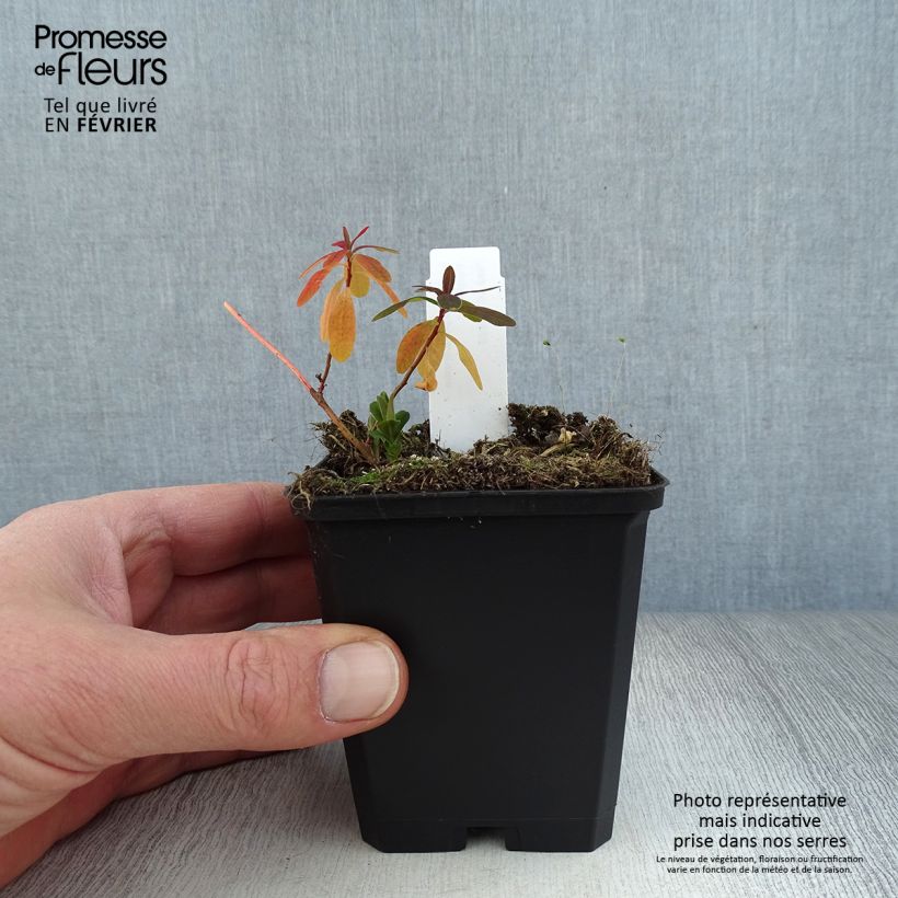 Euphorbia polychroma Purpurea - Spurge 8/9 cm pot sample as delivered in winter