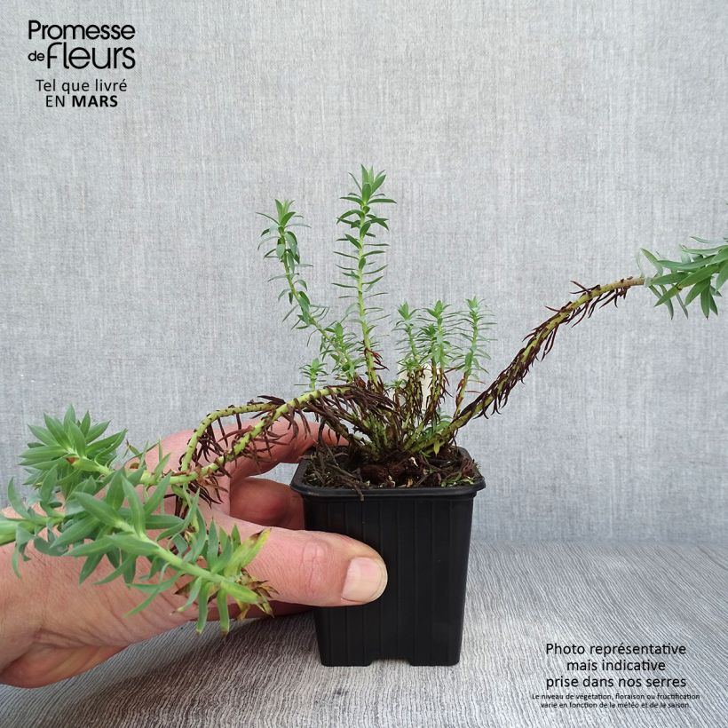 Euphorbia pithyusa - Spurge 8/9 cm pot sample as delivered in spring