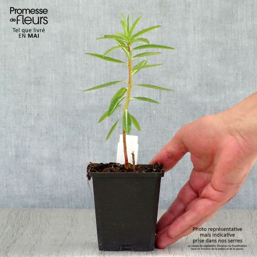Euphorbia schillingii - Spurge 8/9 cm pot sample as delivered in spring