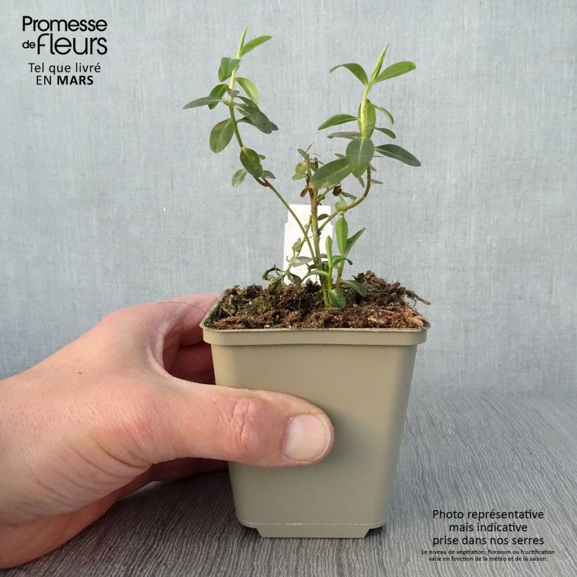 Euphorbia wallichii - Spurge 8/9 cm pot sample as delivered in spring