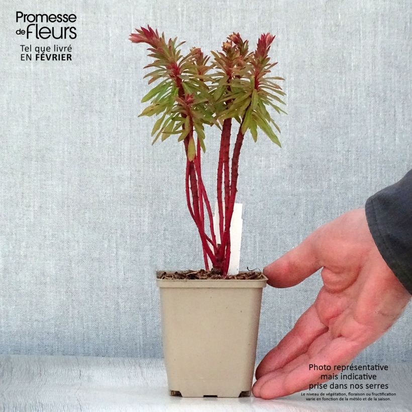 Euphorbia martinii Baby Charm - Spurge 8/9 cm pot sample as delivered in winter