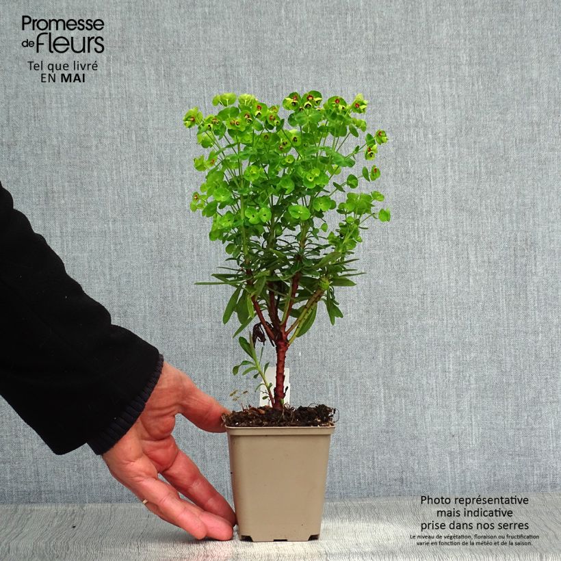 Euphorbia martinii Baby Charm - Spurge 8/9 cm pot sample as delivered in spring