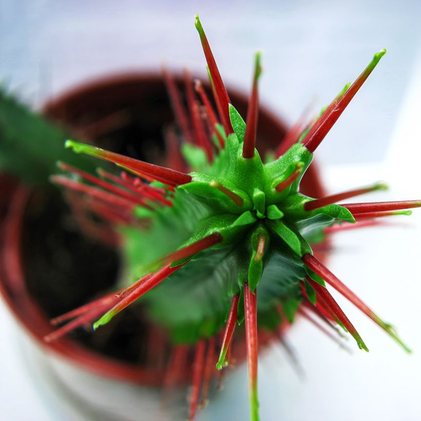 Euphorbia enopla (Foliage)