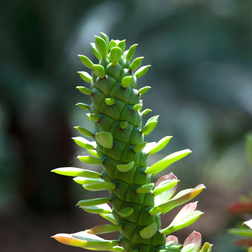 Euphorbia ritchiei (Foliage)