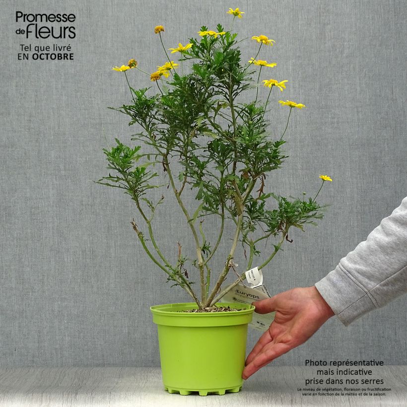 Euryops chrysanthemoides 2L/3L pot sample as delivered in autumn