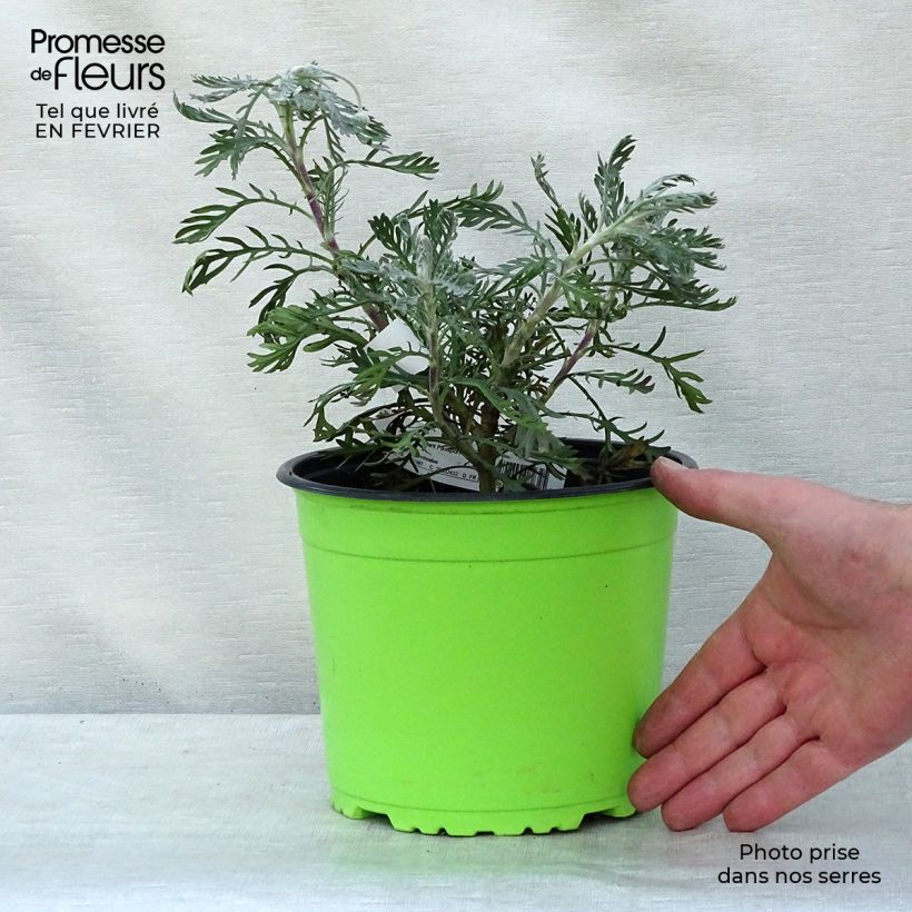 Euryops pectinatus 2L/3L pot sample as delivered in winter