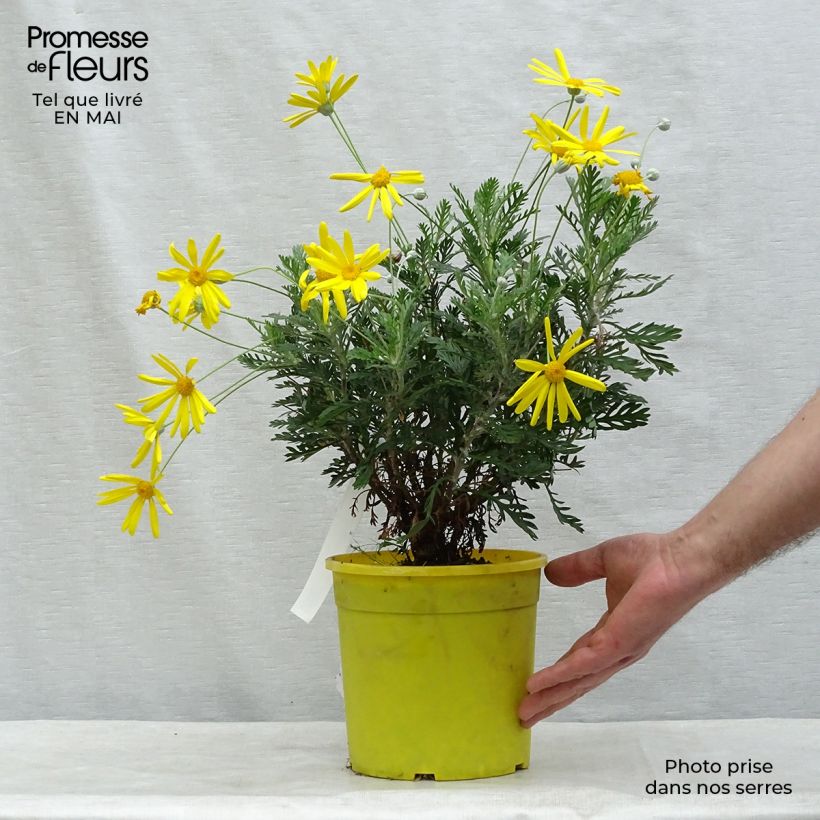 Euryops pectinatus 2L/3L pot sample as delivered in spring