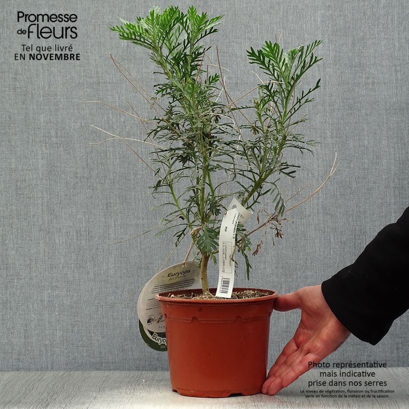 Euryops pectinatus 2L/3L pot sample as delivered in autumn