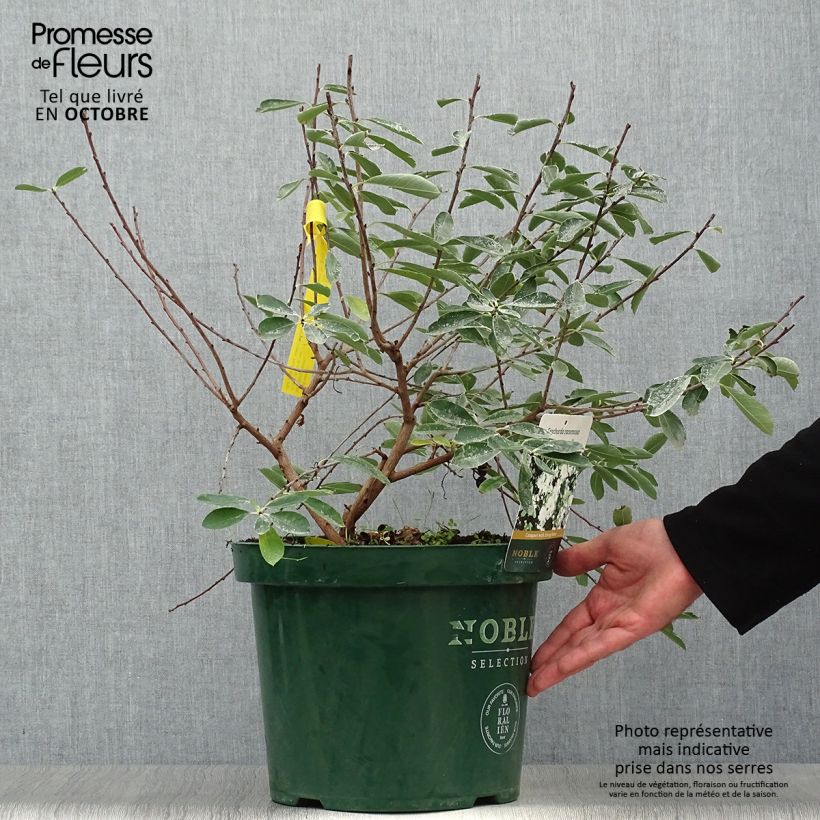 Exochorda racemosa Niagara 7.5L/10L pot sample as delivered in autumn