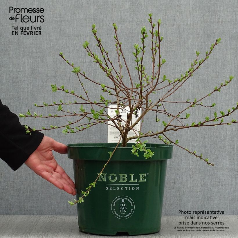 Exochorda racemosa Niagara 7.5L/10L pot sample as delivered in winter