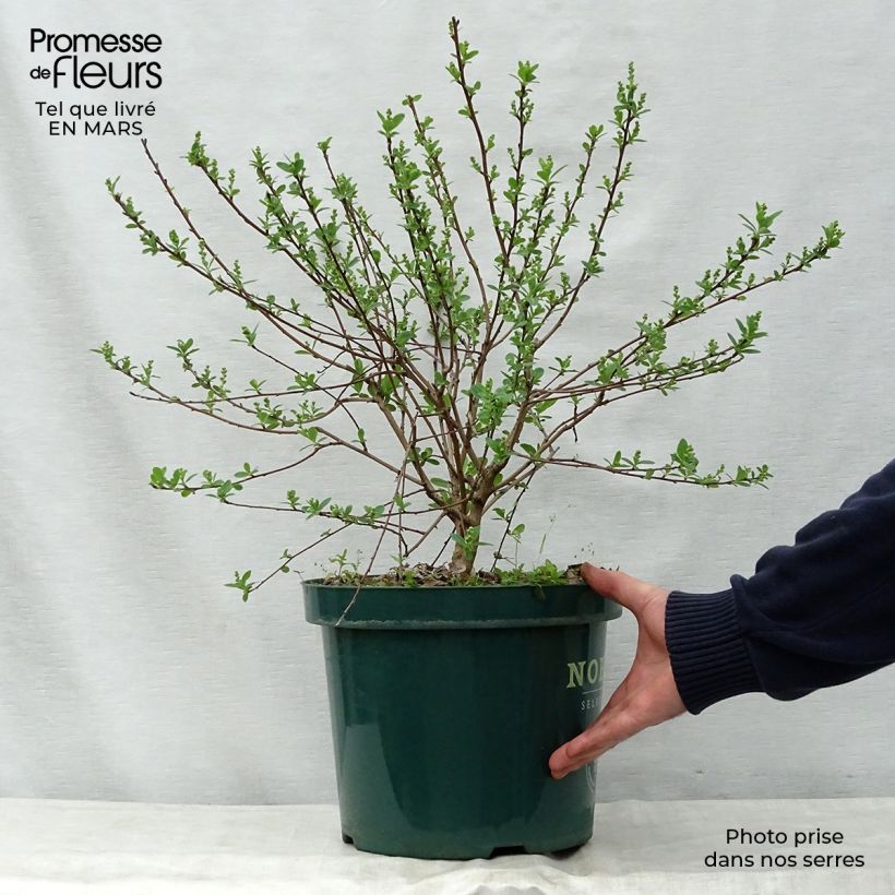 Exochorda racemosa Niagara 7.5L/10L pot sample as delivered in spring